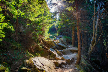 Rocky trail in the forest