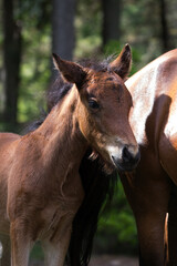 Fototapeta premium Brown Foal