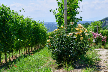 Naklejka premium Fresh grape vineyards on the Langhe hills, in the villages near the town of Barolo, Piedmont, Italy on a clear July day. Red roses at the beginning of the row in the vineyard.