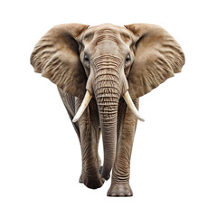 Front view realistic elephant on a transparent background.