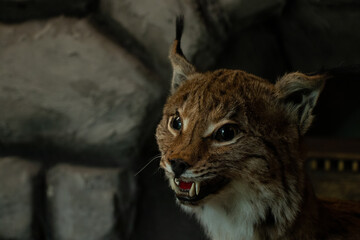 Stuffed lynx at an exhibition, muzzles of a stuffed lynx
