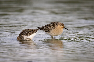 Ruffs in the water