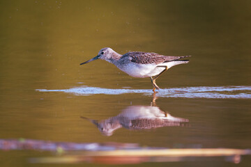 Sandpiper