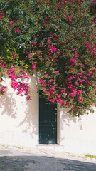 Fleurs sur un mur à Lisbonne 