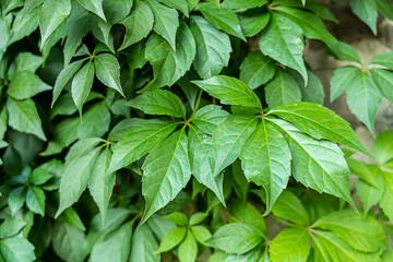 Green background. Girlish grapes. Leaves, background texture 