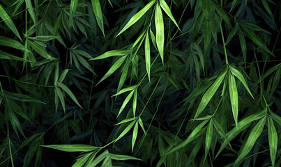 Forest bamboo background.