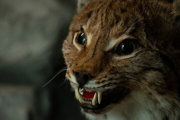 Stuffed lynx at an exhibition, muzzles of a stuffed lynx