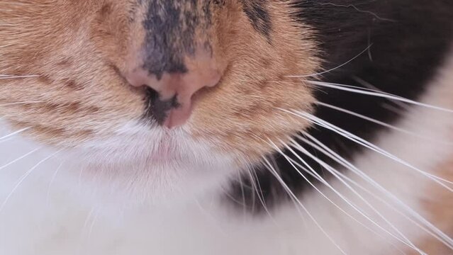 Cat's Eyes Reflecting Emotions, Beauty and Expressions of Cat's Face, close up muzzle of cat, whiskers move, concept pet health, Exploring Character Through Cat Features, love for animals