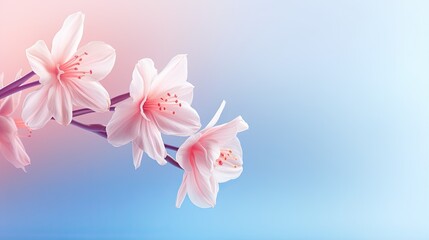  a pink flower is in the air on a blue and pink background.  generative ai