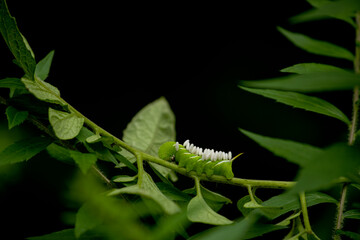 a tobacco hornworm caterpillar with it Parasitic Wasp Eggs on the branches of a tomato plant. macro photo