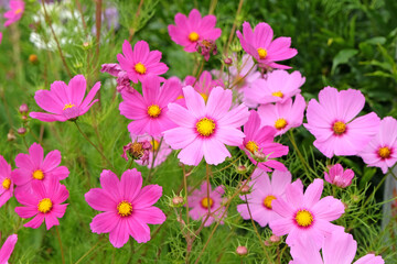 Pink Cosmos bipinnatus, commonly called the garden cosmos or Mexican aster, in flower.