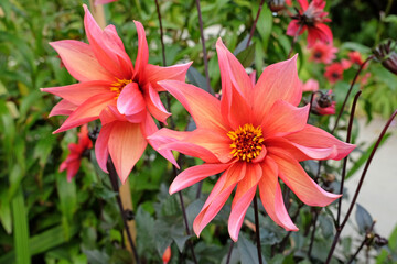 Coral pink semi double Dahlia 'Waltzing Mathilda' in flower.