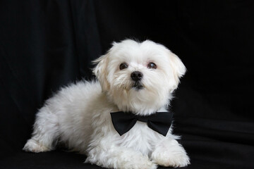 Maltese dog