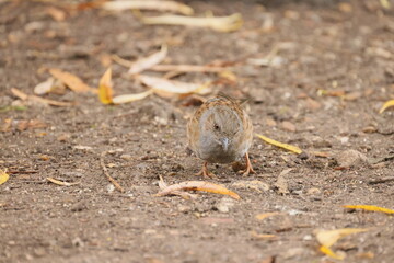 A little sparrow stands on neutral ground with leaves