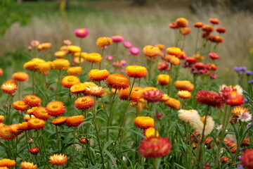 Orange and red Xerochrysum also know as strawflower or golden everlasting in flower.