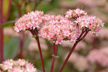 Pink and cream Sedum stonecrop Hylotelephium 'Matrona' in flower. - obrazy, fototapety, plakaty