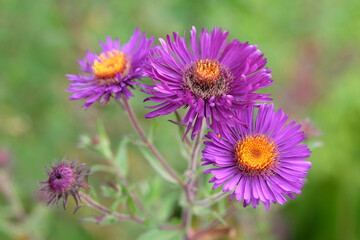 Purple New England aster, Symphyotrichum novi belgii 'ViolettaÕ flower. - obrazy, fototapety, plakaty