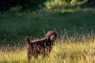 a happy hunting dog, a pudelpointer, on a mountain meadow at a sunny autumn morning
