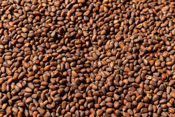 Texture ripe fresh brown pine nuts in shell as background.Top view protein from Cedar, Pinaceae