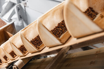 Raw ripe fresh brown pine nuts in shell on conveyor. Industrial organic food factory