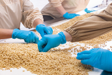 Manual controls quality of pine nuts on production line. Industrial factory of organic food cedar...