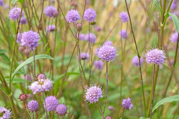 Purple flower heads of Succisa pratensis, also known as devil's bit or devil's bit scabious.