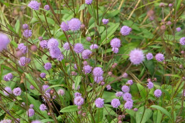 Purple flower heads of Succisa pratensis, also known as devil's bit or devil's bit scabious.