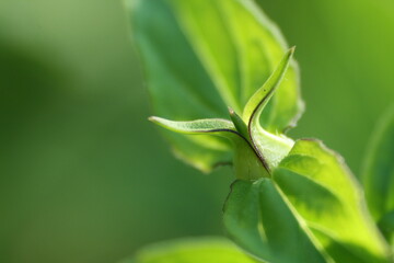 Vibrant green leaf, its intricate veins stand out, while a soft, blurry background hints at nature's beauty beyond.