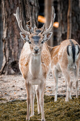 Eurasian male deer stand on their feet and look into a camera in the forest on a sunny summer day.