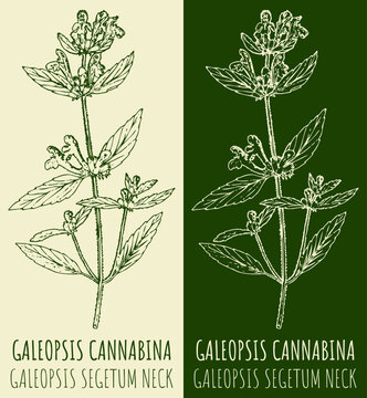 Vector drawings GALEOPSIS CANNABINA . Hand drawn illustration. Latin name GALEOPSIS SEGETUM NECK.