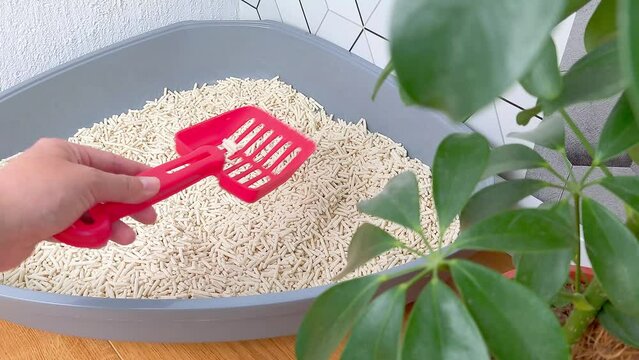 Close up of womans hand with a scoop sifts the light filler in a triangular plastic tray for animals