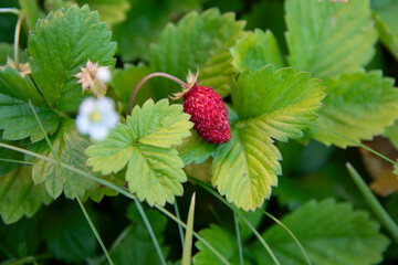 strawberry on a bush