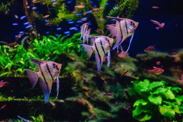Tropical fish Pterophyllum scalare altum