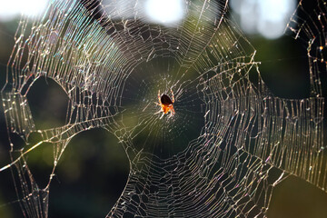 Kleine Spinne im Netz im Gegenlicht - obrazy, fototapety, plakaty