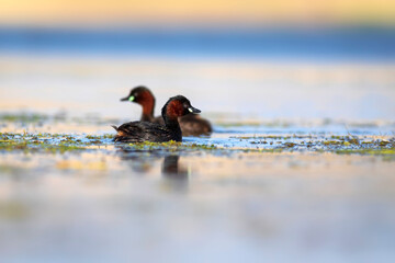 Cute little birds. A waterfowl common in wetlands Little Grebe. (Tachybaptus ruficollis).