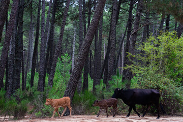 Cow with two calves walking through the forest