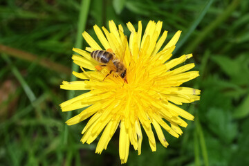 Honigbiene auf einer Löwenzahnblüte, Apis mellifera, Colletes cunicularius