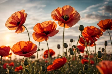 Foto op Plexiglas poppy field with sky at sunset © Designer Khalifa