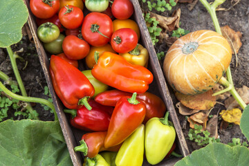 Fresh vegetables harvest in wooden box close up. Organic pepper, freshly harvested tomato on garden bed with pumpkin