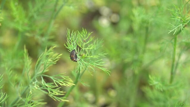 Ladybug beetle ready for pupating