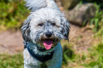 A close up view of a Poochon puppy on the grass beside Thornton Reservoir, UK on a bright summers day

