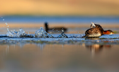 Cute little bird. A waterfowl common in wetlands Little Grebe. (Tachybaptus ruficollis).