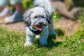 A view of a Poochon puppy on the grass beside Thornton Reservoir, UK on a bright summers day