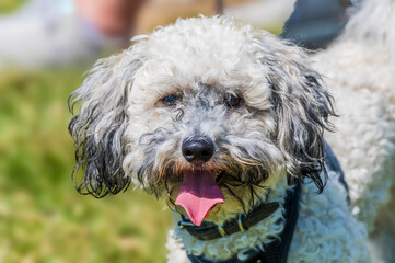 A view of a Poochon puppy walking beside Thornton Reservoir, UK on a bright summers day
