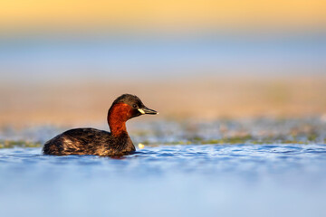 Cute little bird. A waterfowl common in wetlands Little Grebe. (Tachybaptus ruficollis).