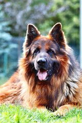 german shepherd dog
