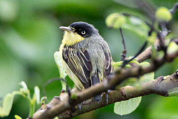 Common Tody-Flycatcher, Todirostrum cinereum, Espatulilla