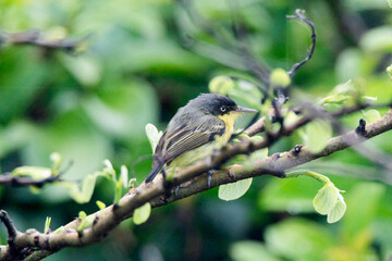 Common Tody-Flycatcher, Todirostrum cinereum, Espatulilla Común