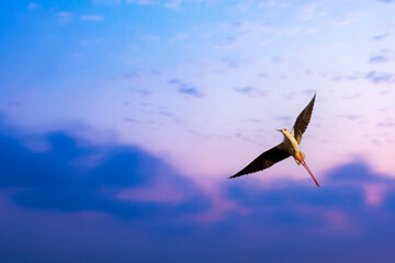 Flying bird. Purple blue sky background. BirdS: Black winged Stilt.  