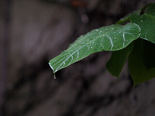 rain and leaves